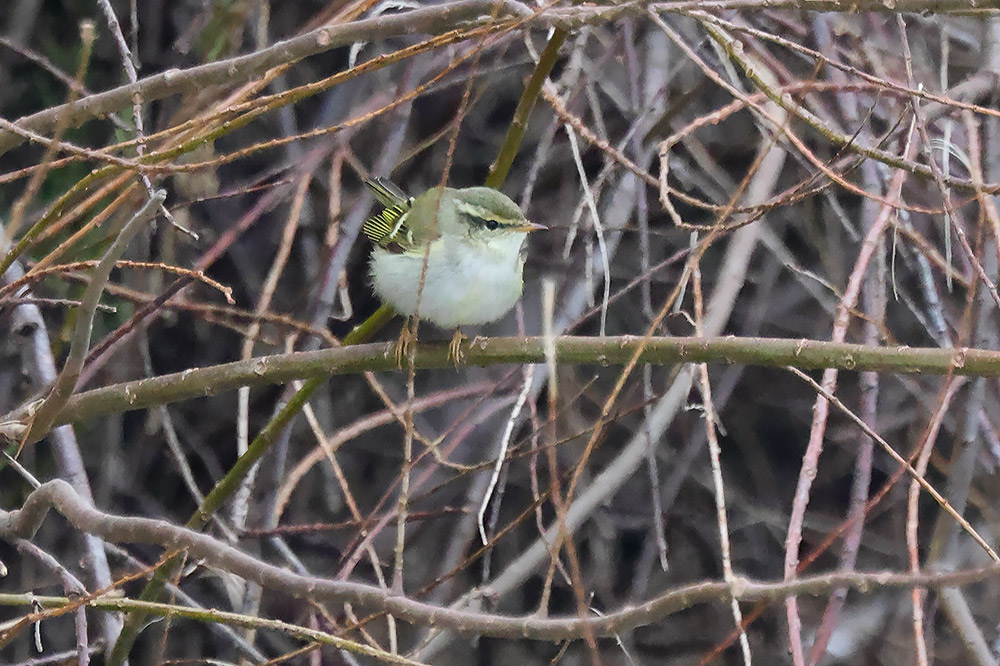 Yellow-browed warbler